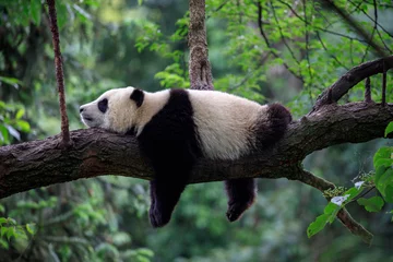 Selbstklebende Fototapete Krankenhaus Fauler Pandabär, der auf einem Baumast schläft, China Wildlife. Naturreservat Bifengxia, Provinz Sichuan.