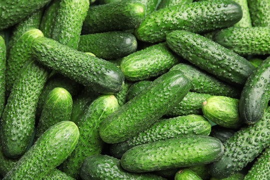 Ripe fresh cucumbers as background