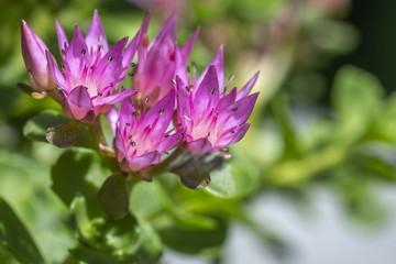 Obraz premium Nature