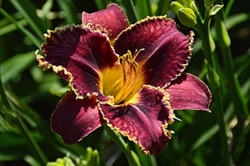 Fototapeta premium Daylily
