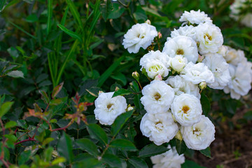 Fototapeta na wymiar Beautiful bush of white roses in a spring garden