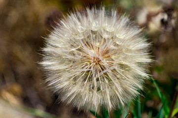 dandelion flower with seeds ball close up horizontal view