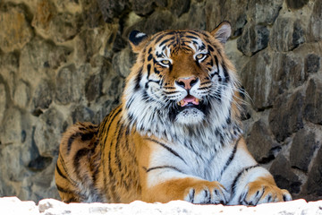Close-up of a beautiful tiger, looking at the camera against the stone wall. With space for text