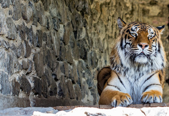 Close-up of a beautiful tiger, looking at the camera against the stone wall. With space for text