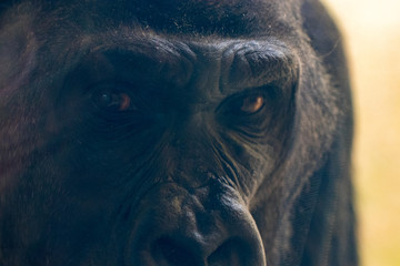 The gorilla's eyes look at you close up