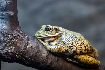Beautiful green frog on a branch, macro photo