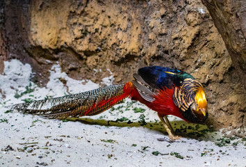 Golden Pheasant (Chrysolophus pictus) or Chinese Pheasant outdoors