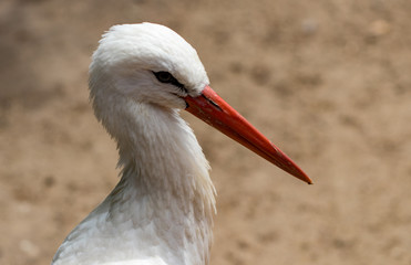 The White stork (Ciconia ciconia). In a zoo.