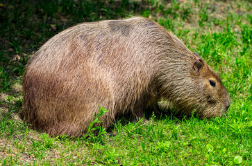  Capybaras - Hydrochaeris hydrochaeris - The largest living rodent in the world