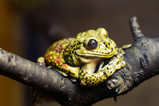 Beautiful green frog on a branch, macro photo