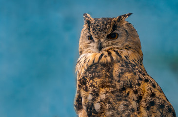 beautiful eagle owl on blue background with copy space
