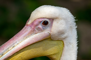Pelican head, white bird with large yellow beak, animal protection, pelican close-up with blurred background