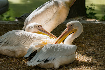great white pelican,Pelecanus onocrotalus also known as the eastern white pelican, rosy pelican or white pelican is a bird in the pelican family