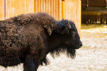 Close-up portrait of wild bison seen from the side