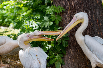 great white pelican,Pelecanus onocrotalus also known as the eastern white pelican, rosy pelican or white pelican is a bird in the pelican family