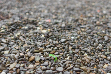 Green plant among the rocks