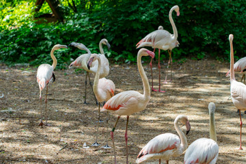flock of beautiful pink flamingos in near the river