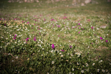 A field of wild flowers in Colorado during summer. 