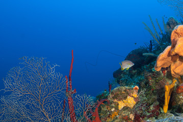 Fototapeta na wymiar A stunning underwater background image of healthy vibrant coral growing out of a tropical reef in Grand Cayman. The deep blue water behind is a perfect backdrop for text