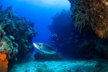 A rebreather diver swims through a section of coral reef where a tarpon calls home. 