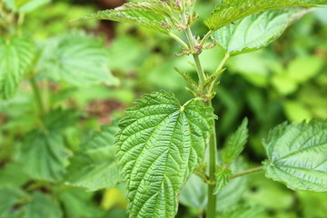 Stinging green nettle. Close-up. Background.