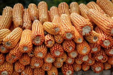 Stack of Corn Drying Outside in the Sunlight