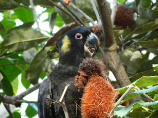 Close up of an asutralian black cockatoo