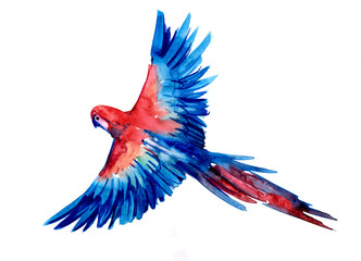 Tropical parrot Ara © aksol