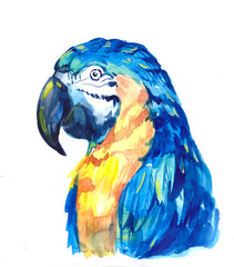 Tropical parrot Ara © aksol