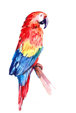 Tropical parrot Ara