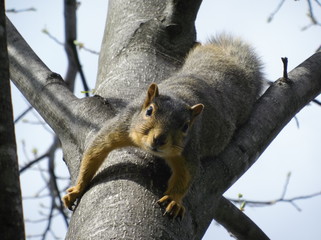 Squirrel in Tree