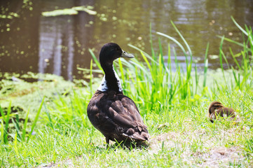 black wild goose on the pond shore