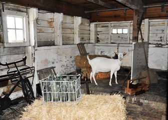 goat in the barn is about hay, waiting for milking milk