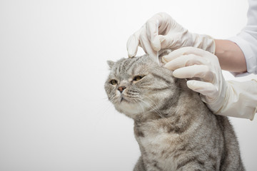 The vet clears the ears of a Scottish cat on a white background, isolated with an empty space for the inscription