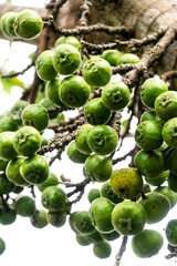 The seeds of the trees in the forest.