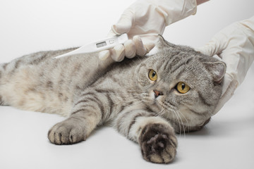 the doctor's vet measures the temperature of the cat in the veterinary clinic. Animal Health