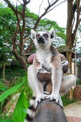 Lemur in the zoo