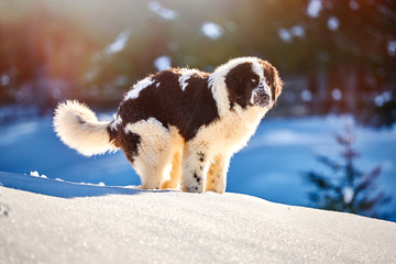 Bucovina Shepherd Dog in the snow