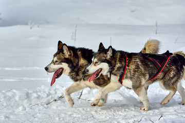 Siberian  Alaskan Malamute ,Husky dog outdoors. Portrait of a Alaskan Malamute dog in nature. Close-up.