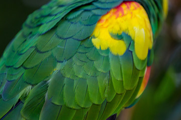 Close up of the feathers of a parrot