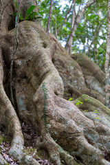 金作原原生林のオキナワウラジロガシ