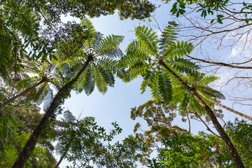 Fototapeta premium 金作原原生林