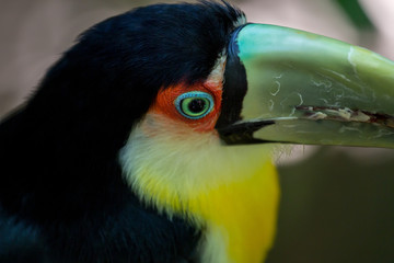 Green beak toucan from up close