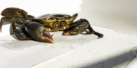 Giant Mud Crab. (Scylla serrata)