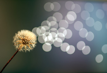 Abstract photograph of a dandelion being blown by the wind