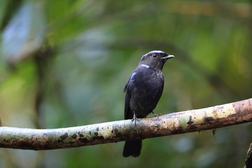 Large niltava (Niltava grandis decorata) in Da lat, Vietnam