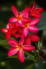  Pink plumeria flowers (also known as Frangipani, Egg flower)    