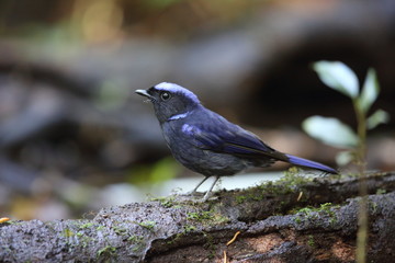 Large niltava (Niltava grandis decorata) in Da lat, Vietnam