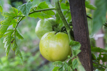green  tomatoes on the stalk