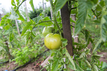 green  tomatoes on the stalk